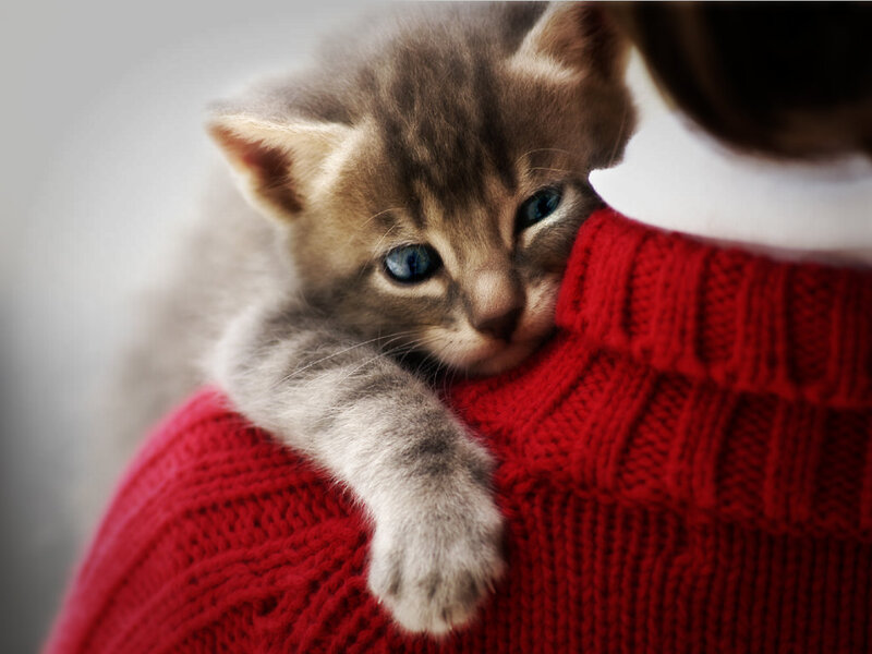 Kitten in Red Sweater — Calm
