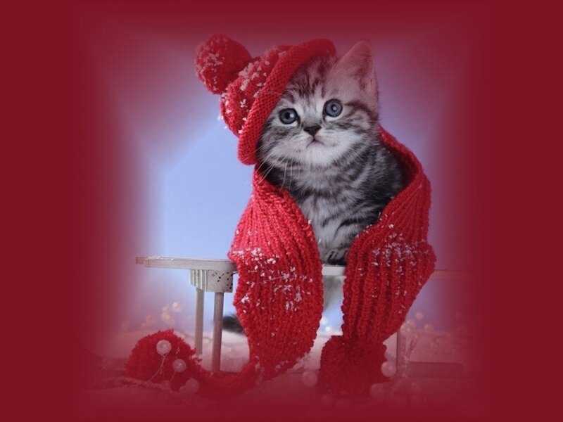 Kitten in Red Sweater — Festive