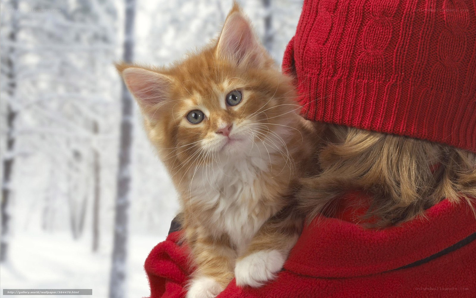 kitten in red sweater