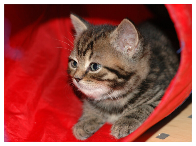 kitten in red tunnel