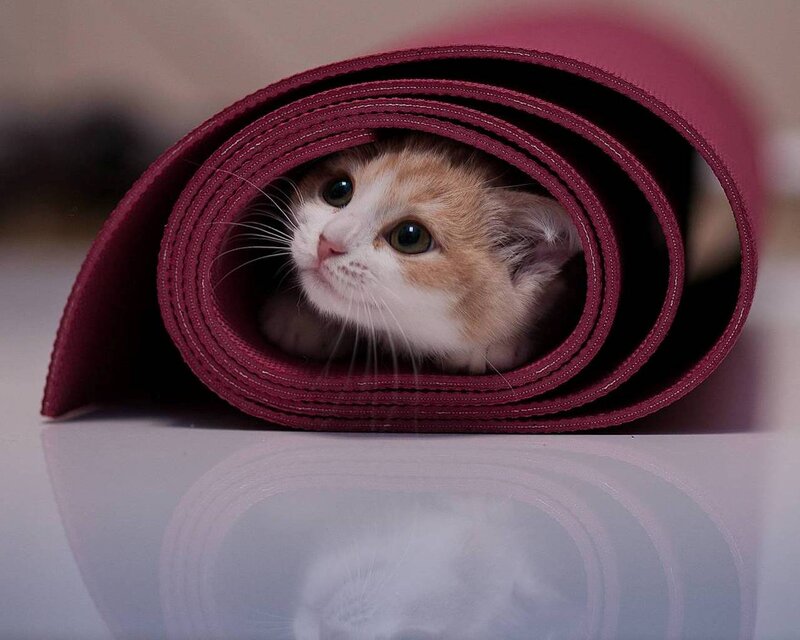 Kitten in Rolled Mat