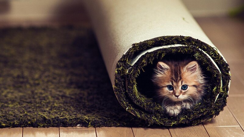Kitten in Rolled Rug — Brown, Curious