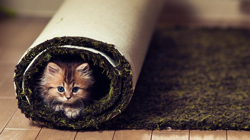 Kitten in Rolled Rug — Brown
