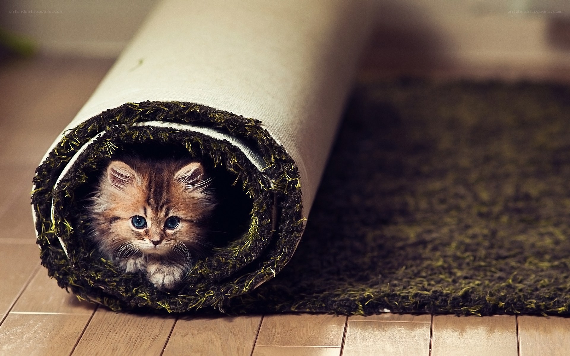 kitten in rolled rug