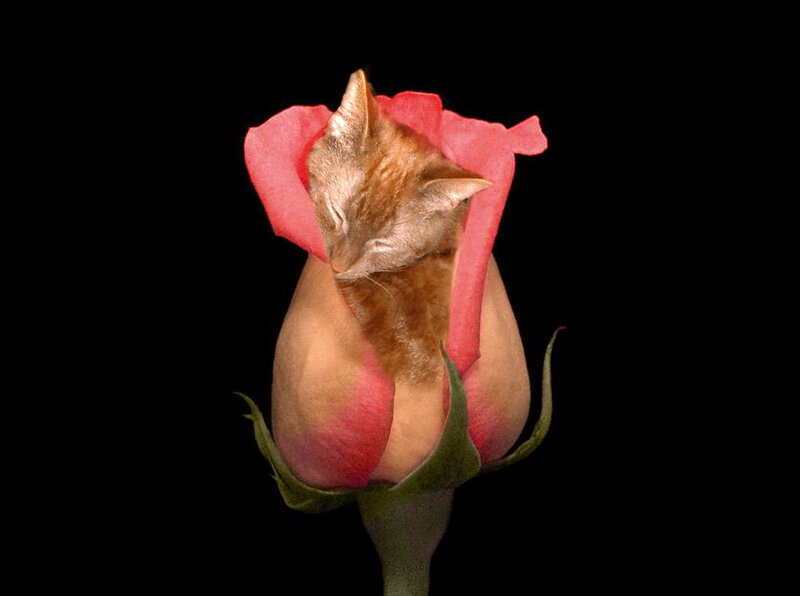 Kitten in Rose Bud