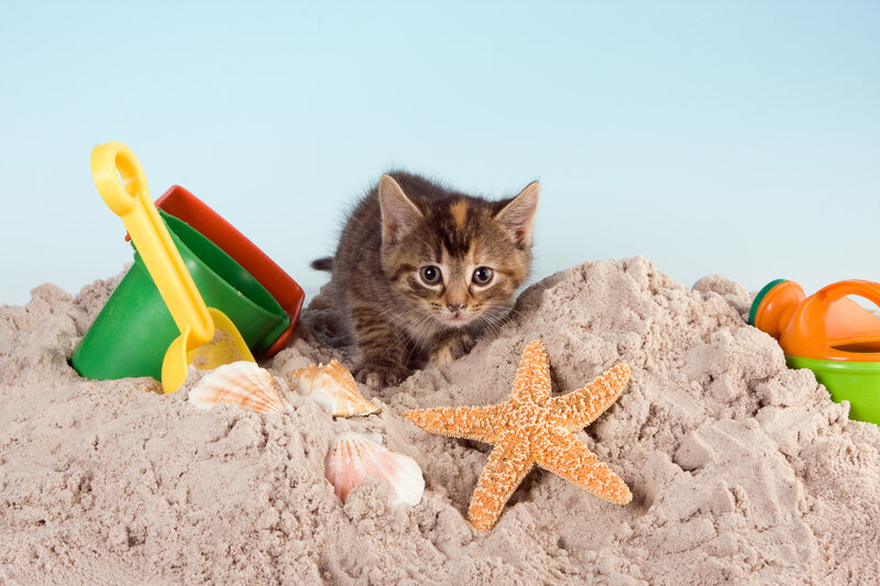 Kitten in Sand