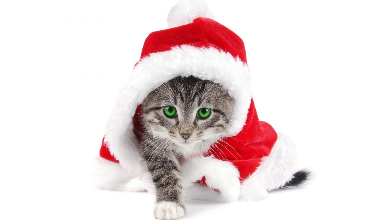 kitten in santa hat