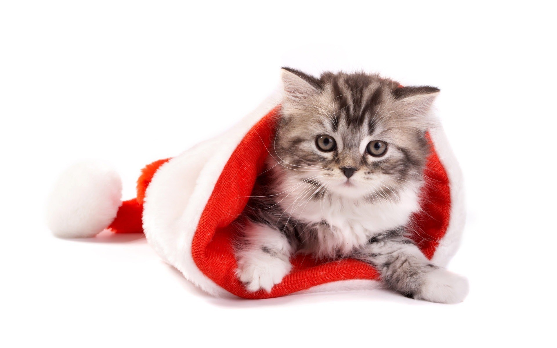 kitten in santa hat