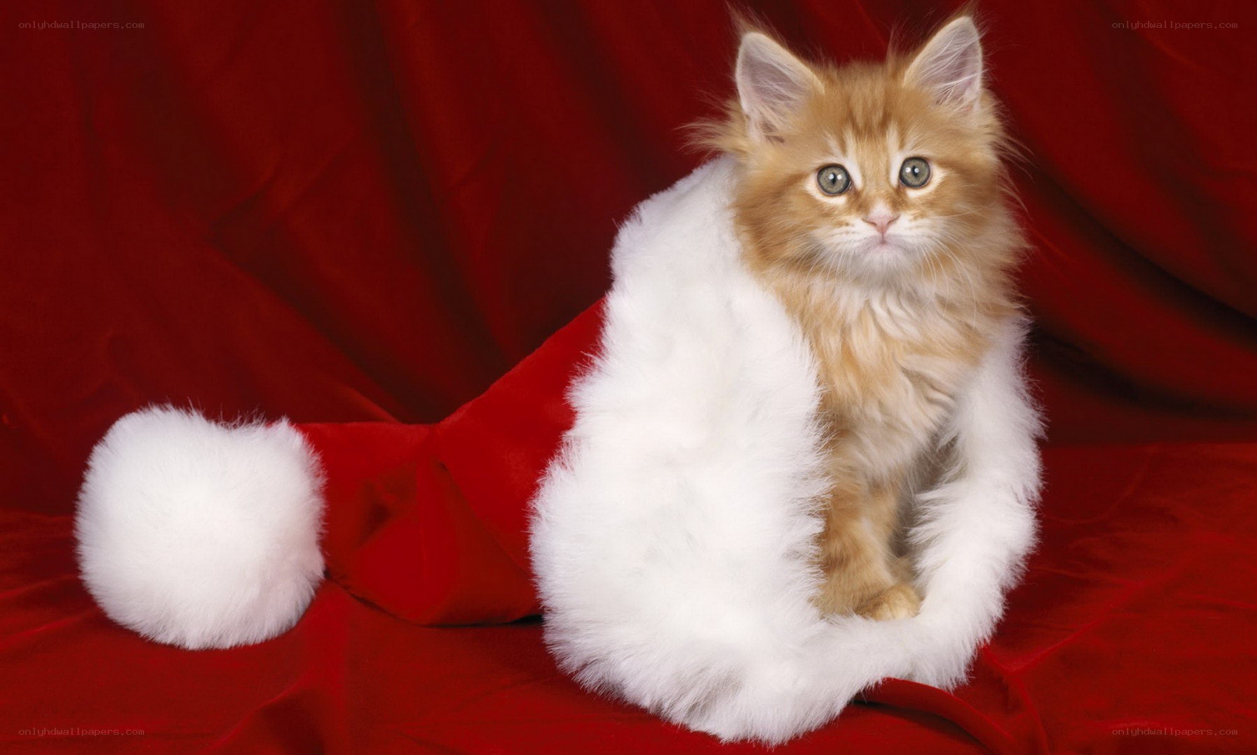kitten in santa hat