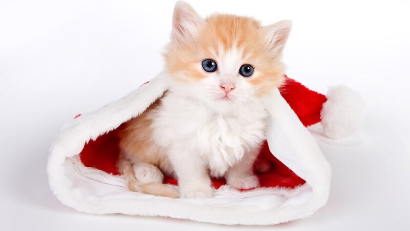 kitten in santa hat