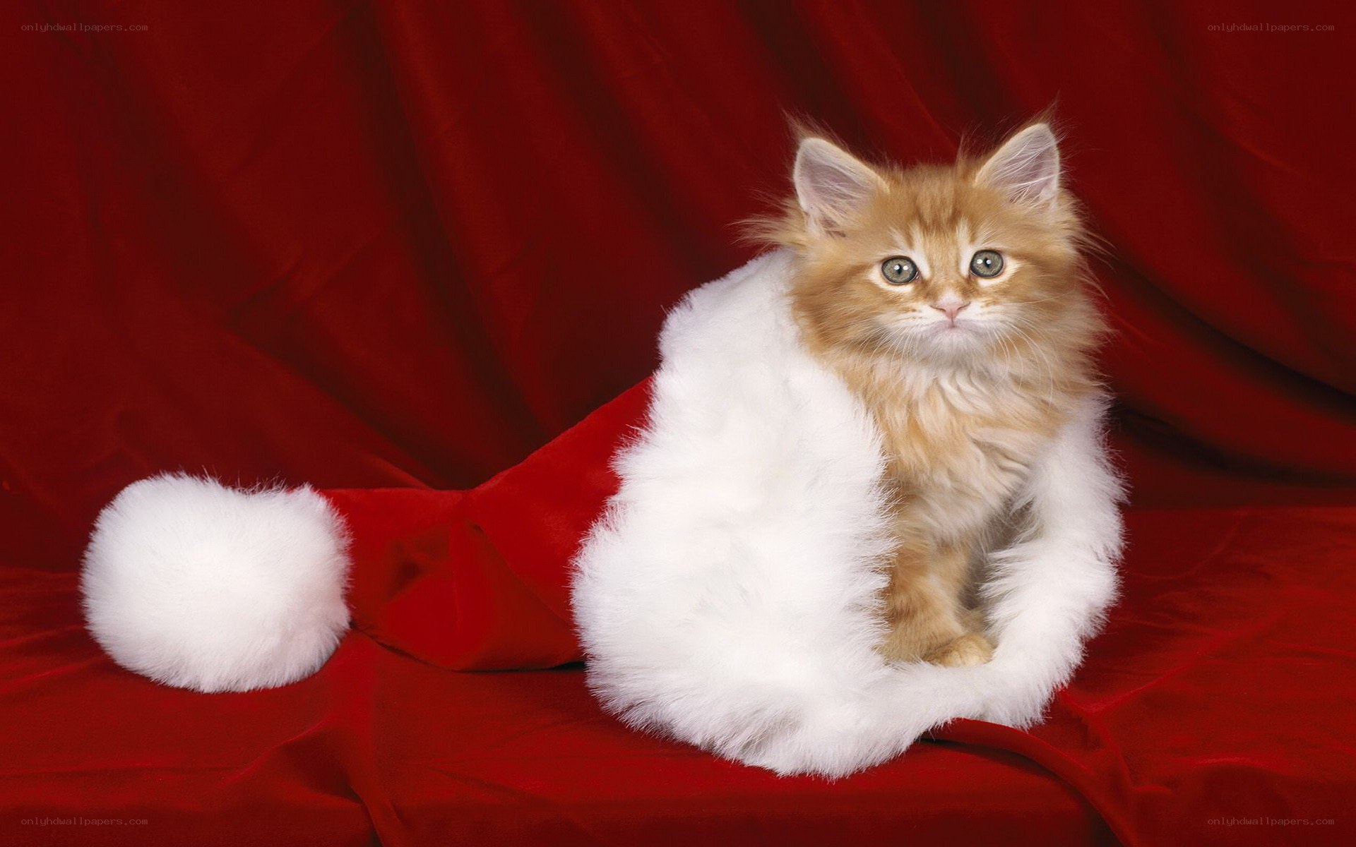 kitten in santa hat