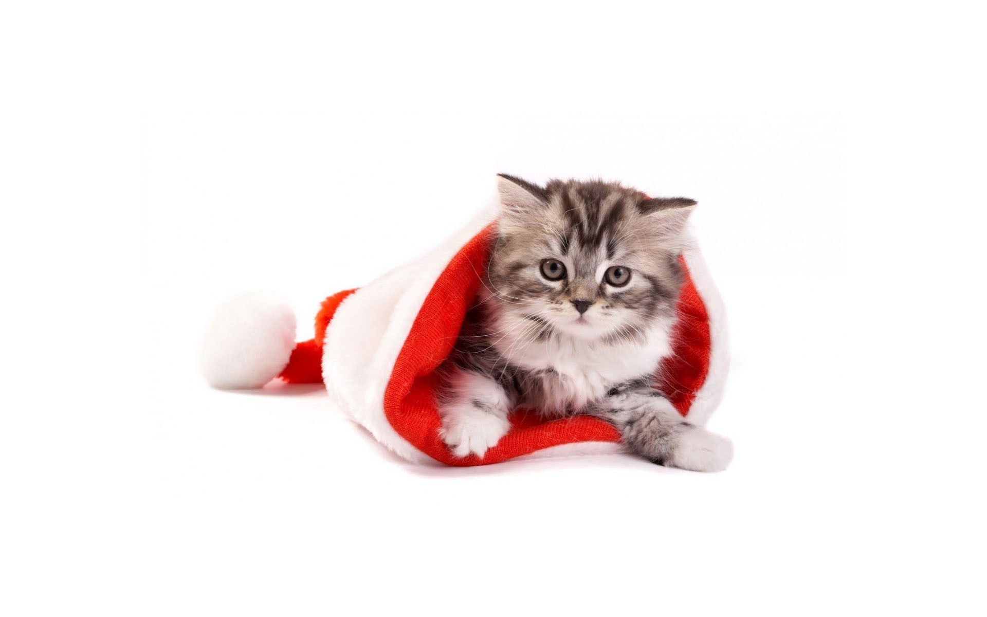 kitten in santa hat