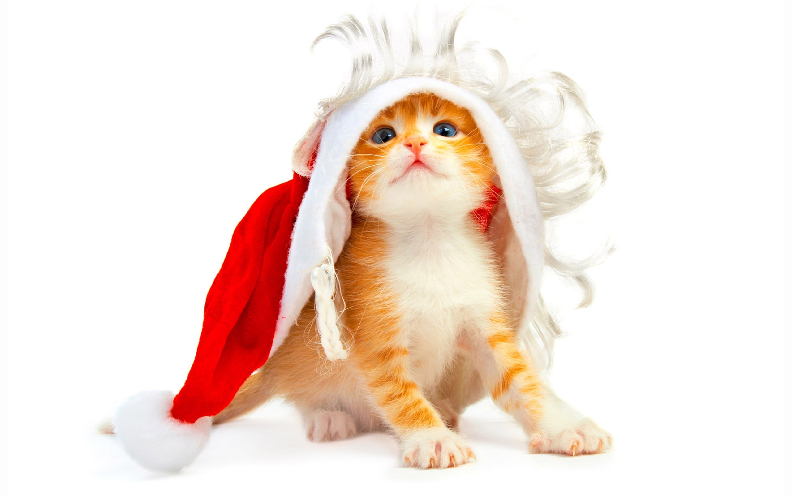 kitten in santa hat