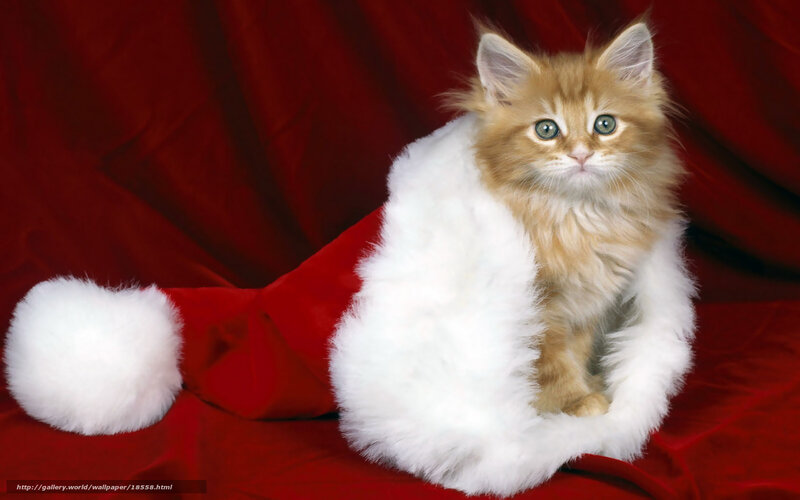 kitten in santa hat