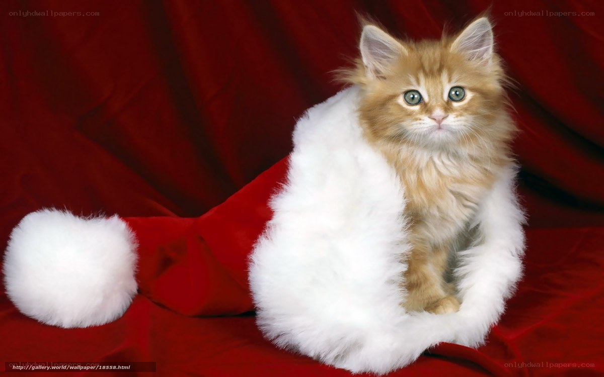 kitten in santa hat