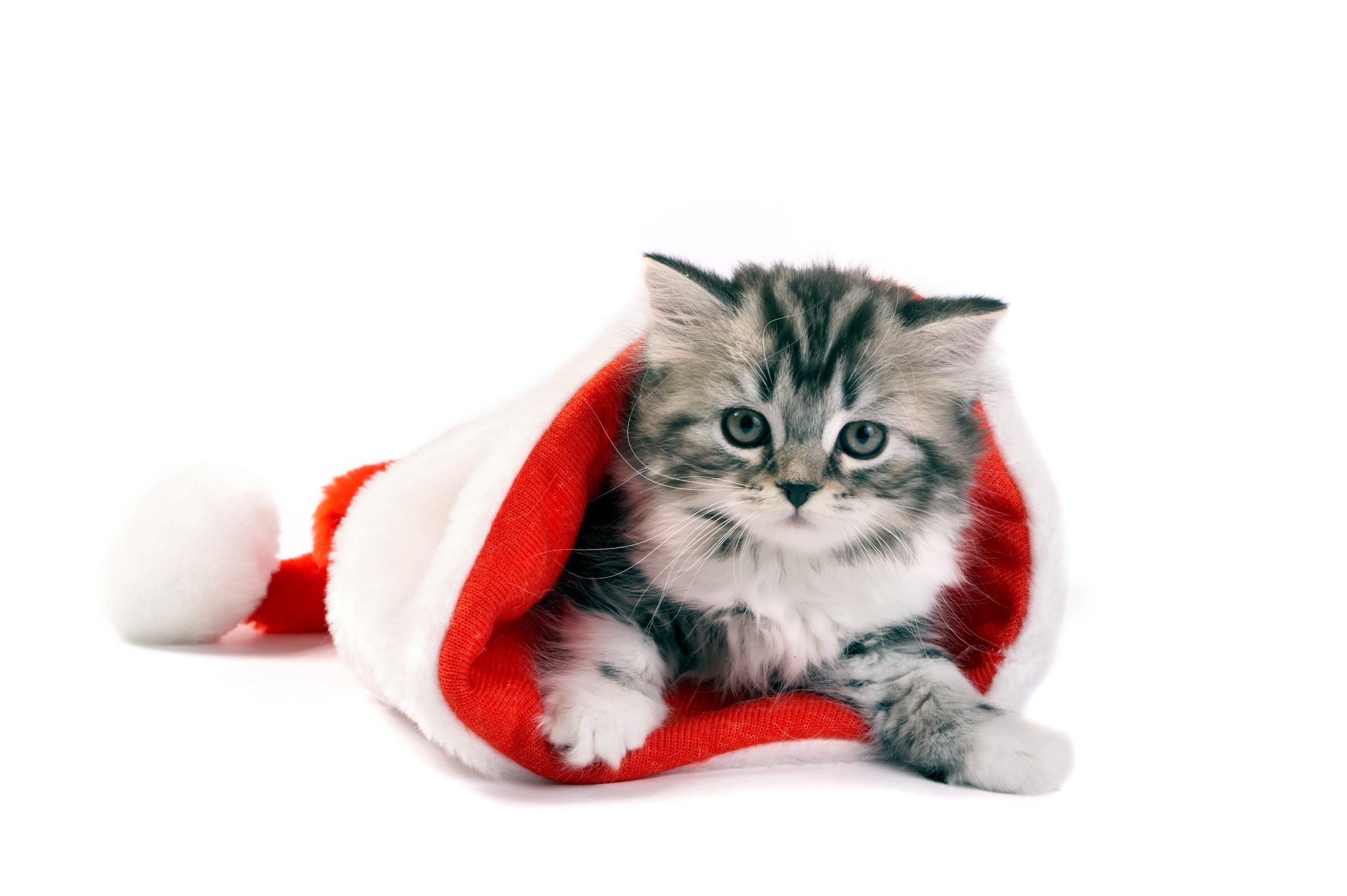 kitten in santa hat