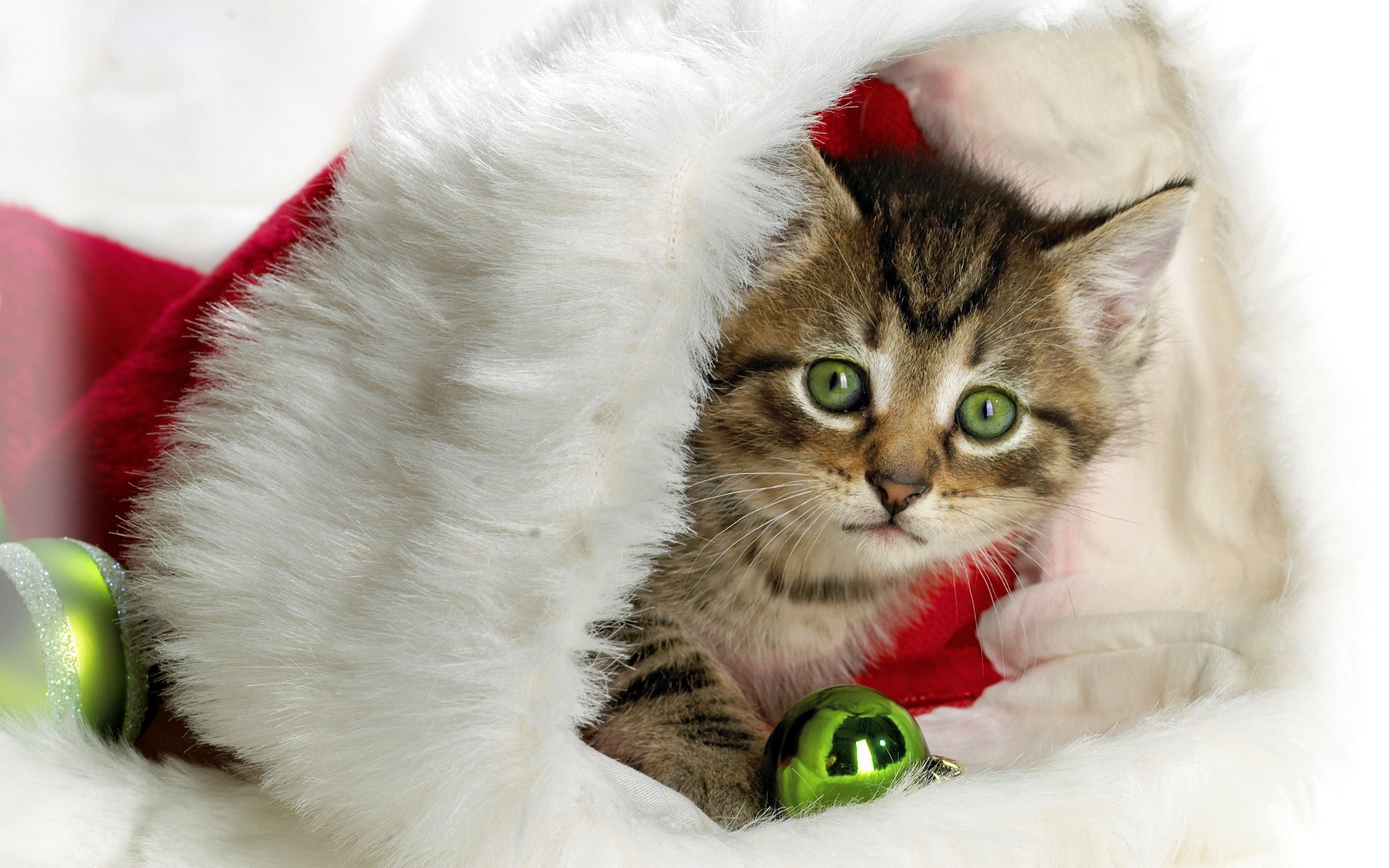 kitten in santa hat