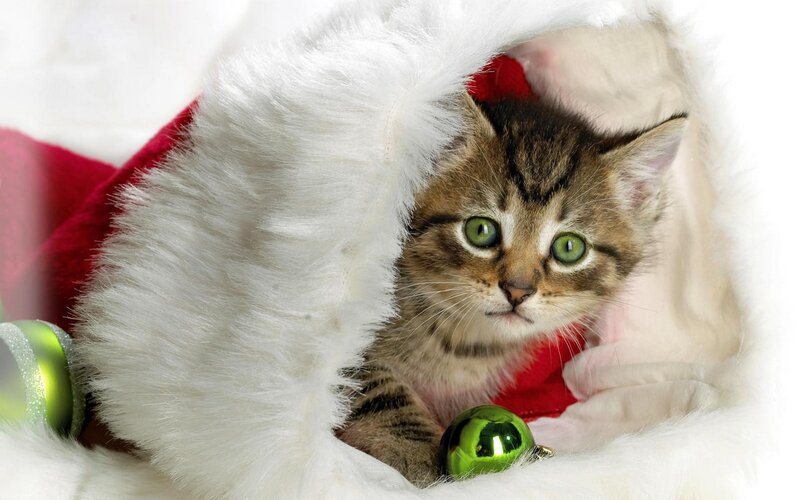 kitten in santa hat