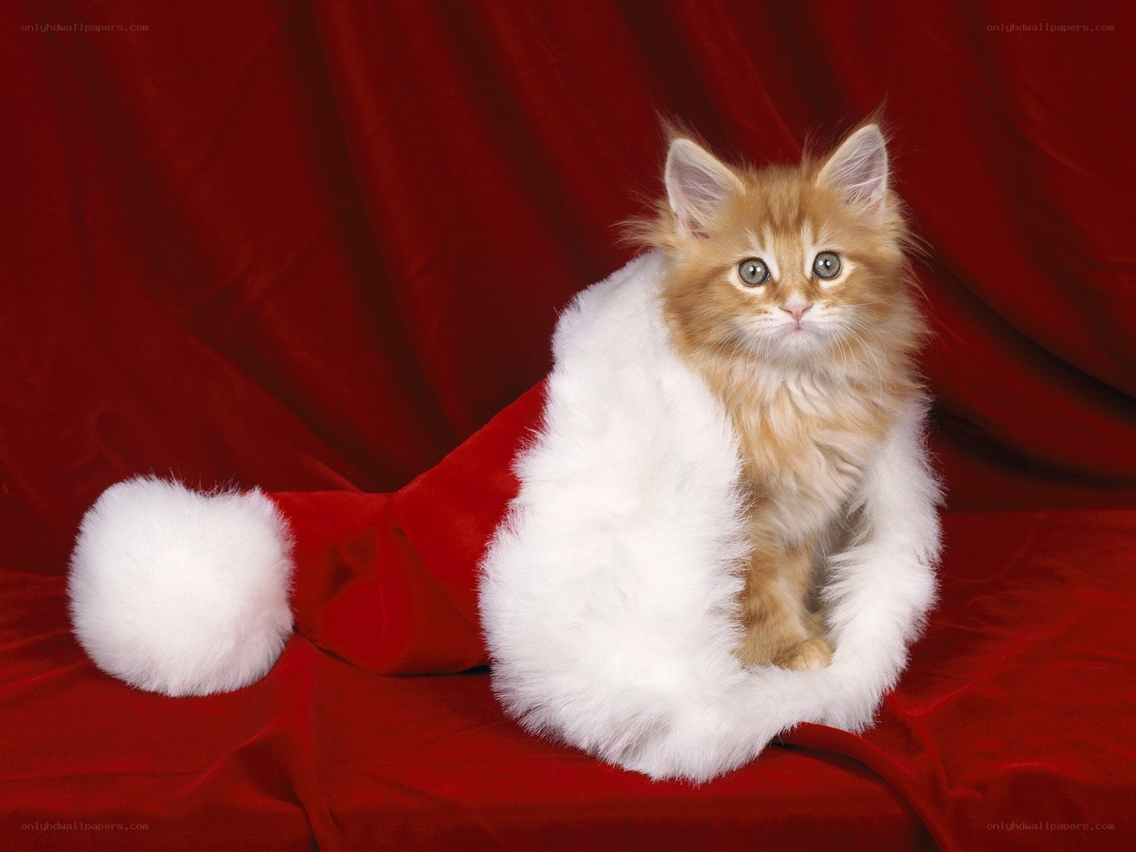 kitten in santa hat