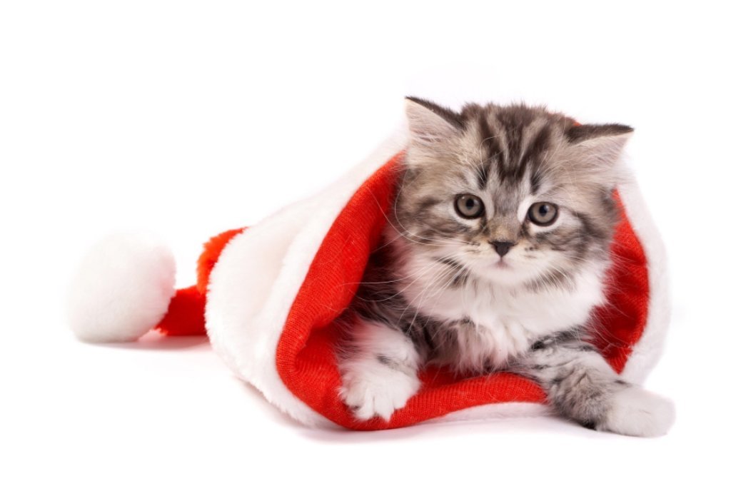 kitten in santa hat