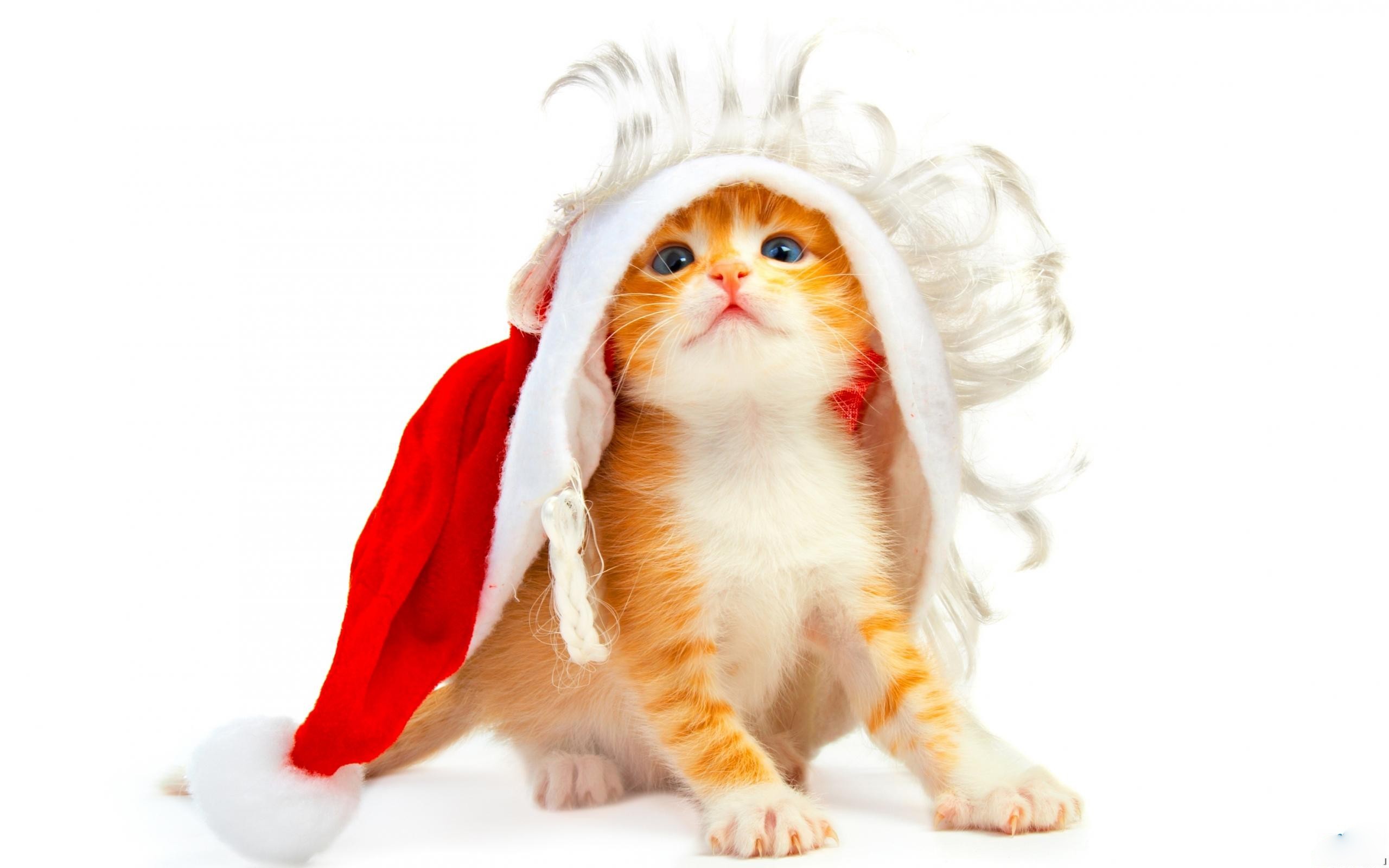 kitten in santa hat