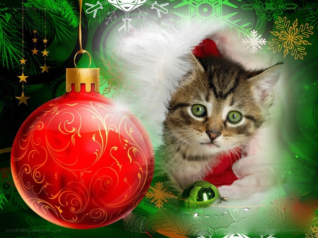kitten in santa hat