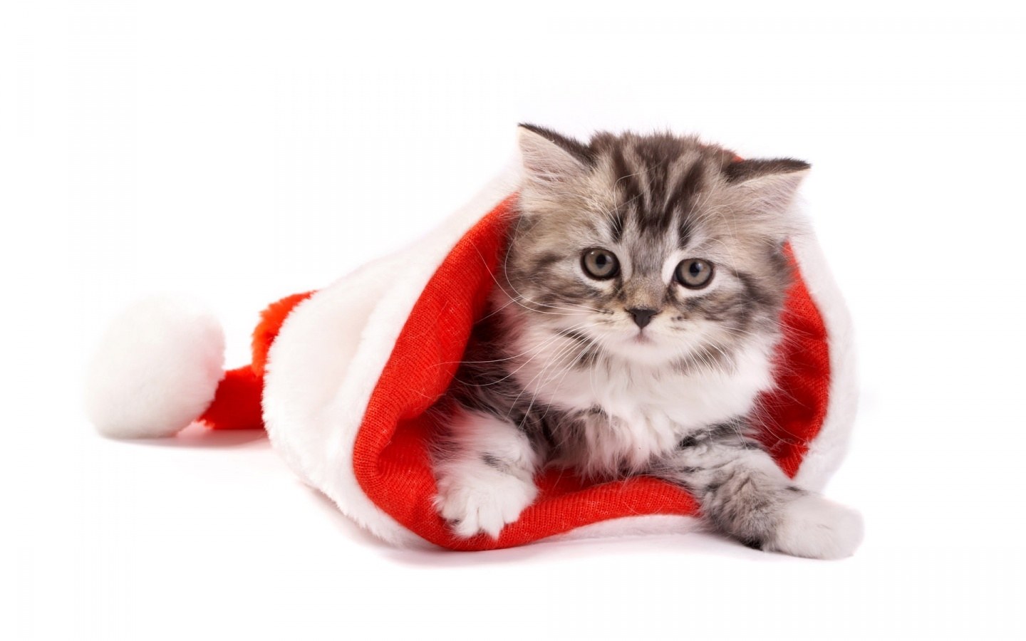 kitten in santa hat