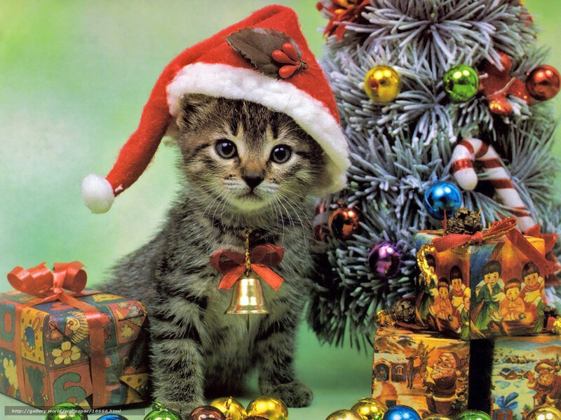 kitten in santa hat