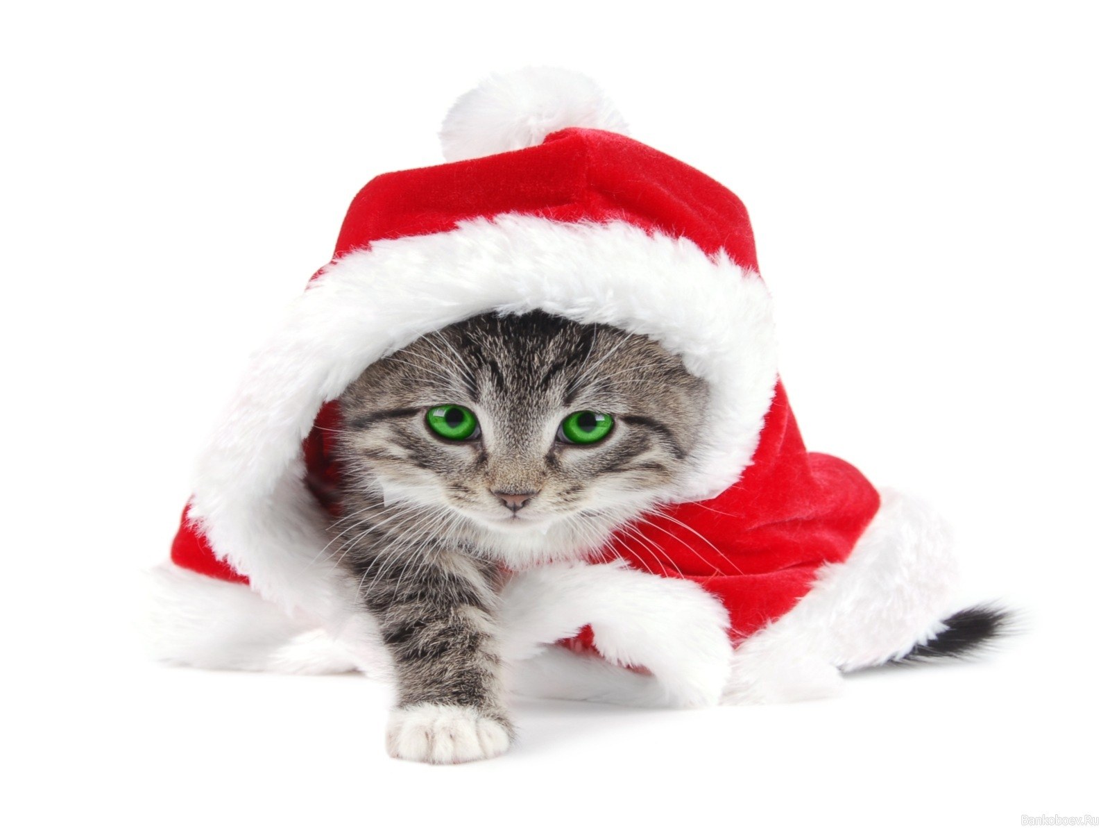 kitten in santa hat