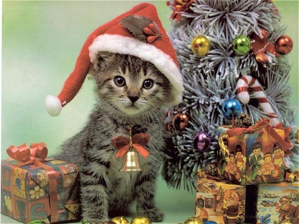 kitten in santa hat