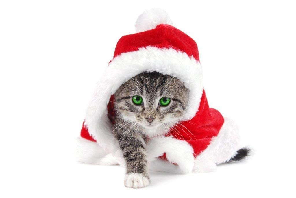 kitten in santa hat