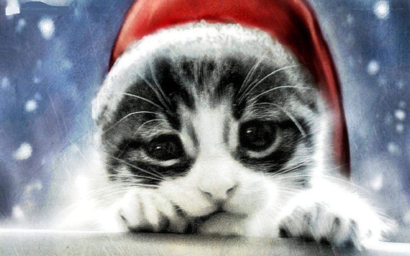 kitten in santa hat