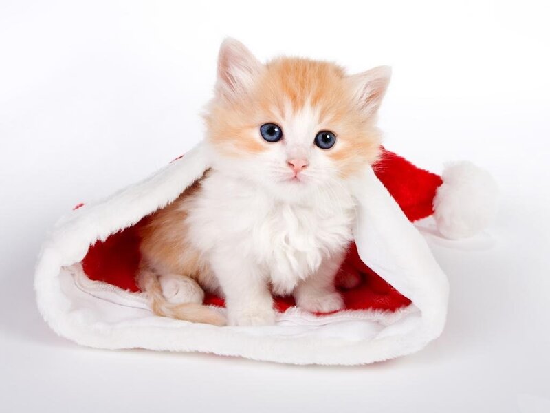 kitten in santa hat