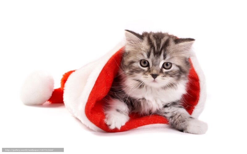 kitten in santa hat