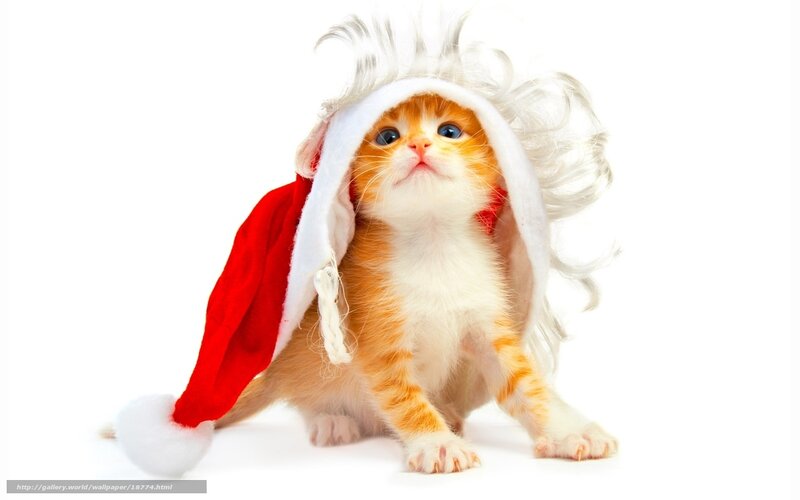 kitten in santa hat