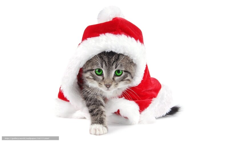 kitten in santa hat