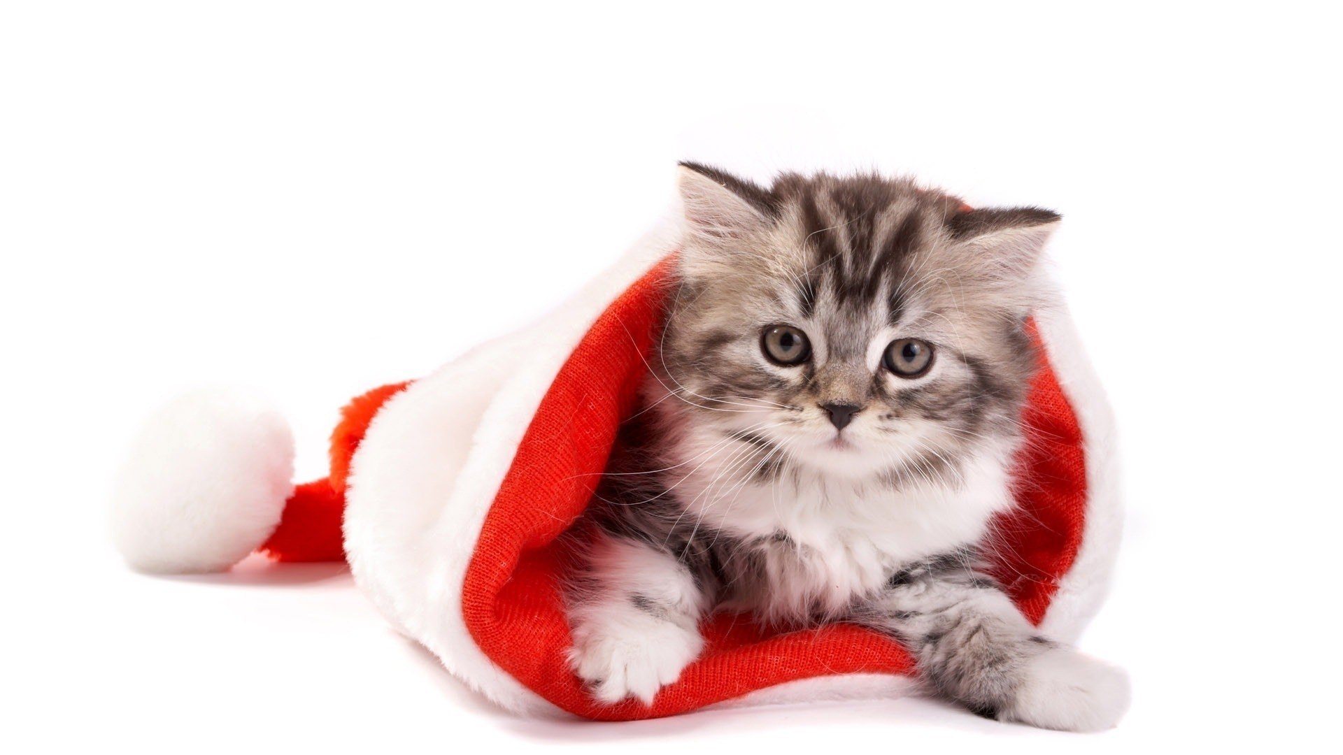 kitten in santa hat