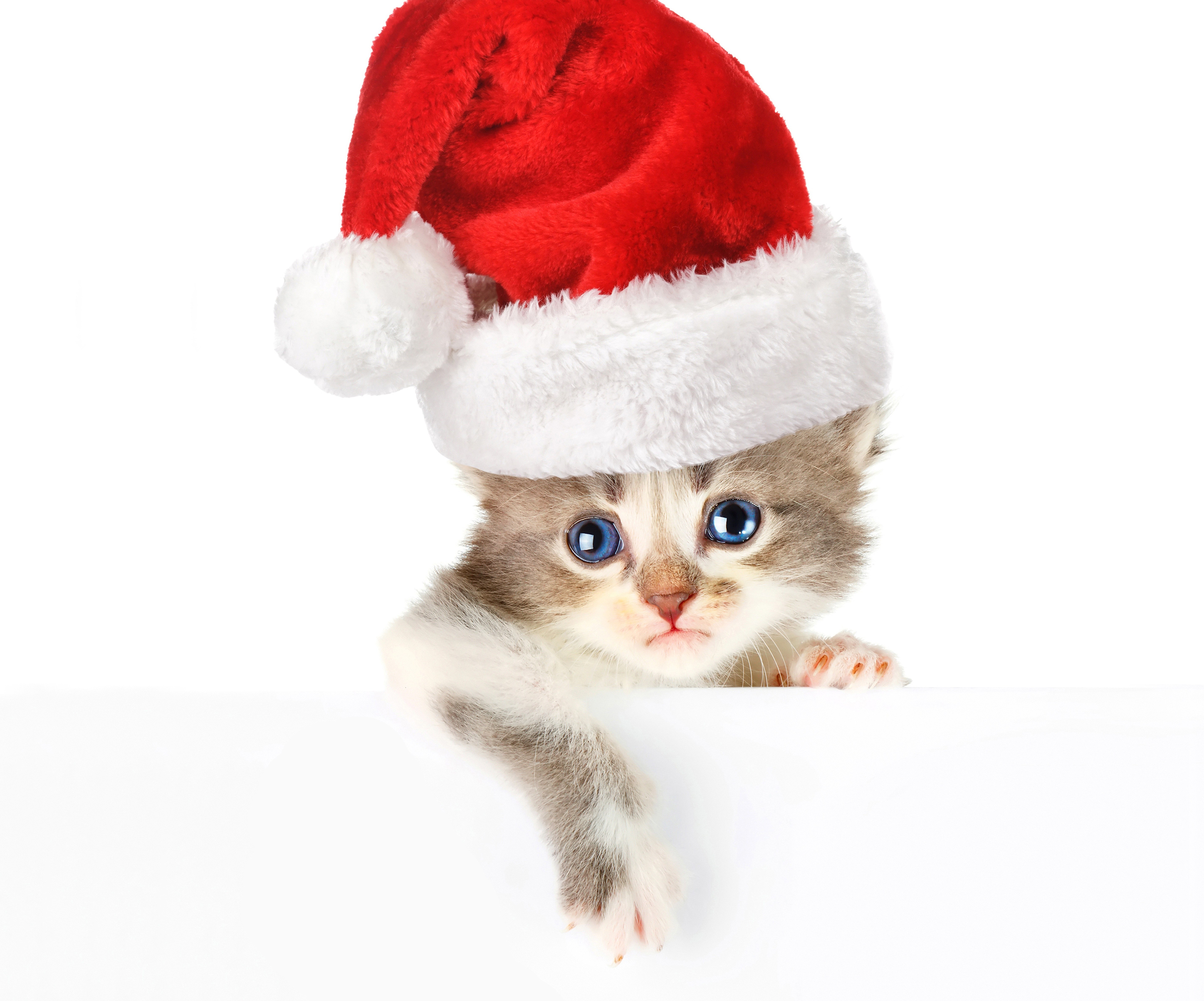 kitten in santa hat