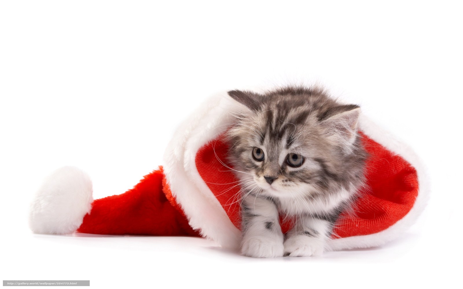 kitten in santa hat