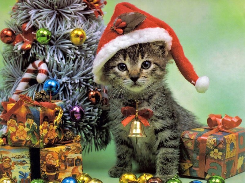 Kitten in Santa Hat — Green, Festive, Winter, Photograph, Christmas Tree