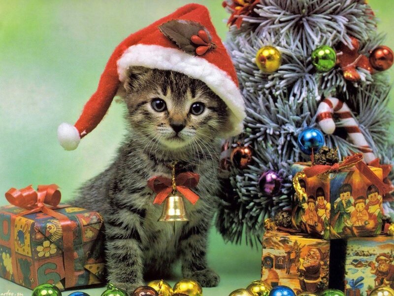 Kitten in Santa Hat — Green, Festive, Winter, Photograph