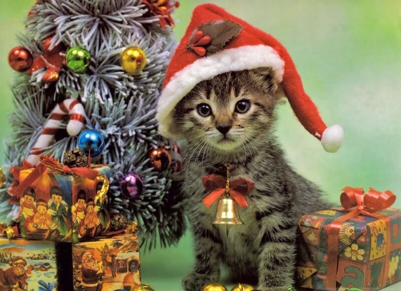 Kitten in Santa Hat — Green, Festive, Winter