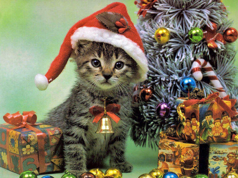 Kitten in Santa Hat — Green