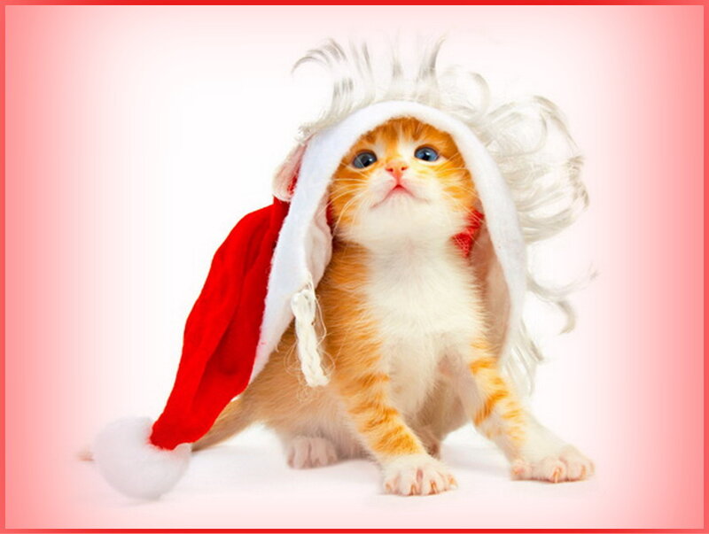 Kitten in Santa Hat — Orange