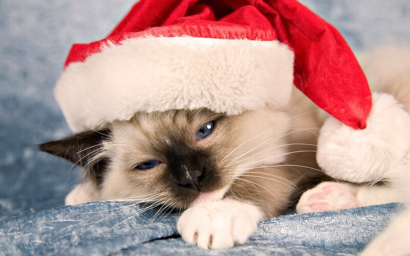 Kitten in Santa Hat — Red, Calm