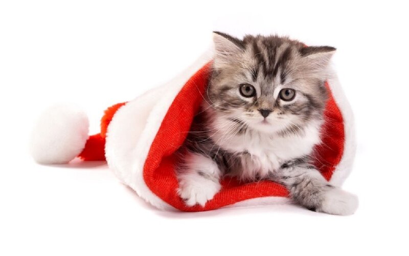 Kitten in Santa Hat — Red, Cute, Photograph