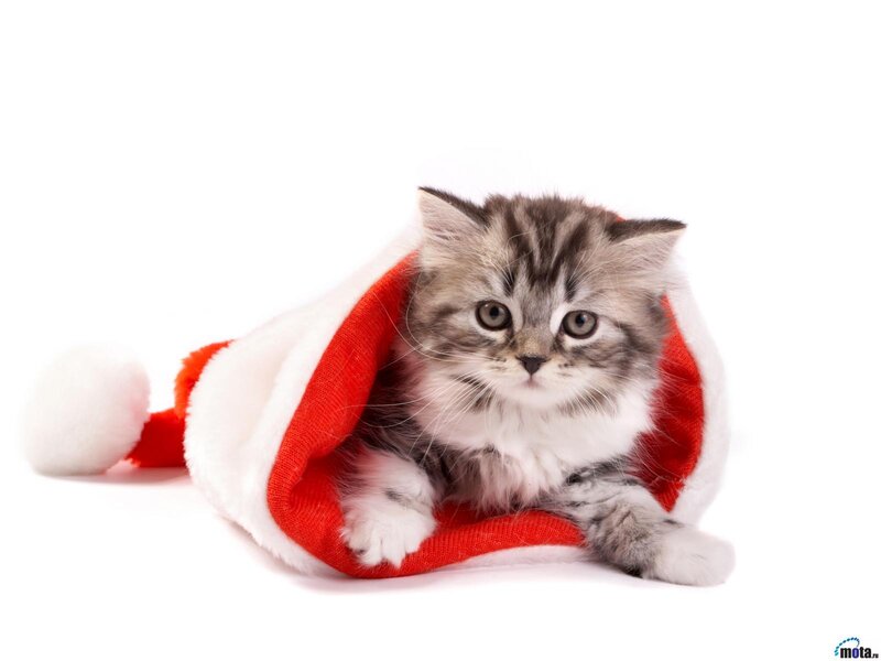 Kitten in Santa Hat — Red, Cute