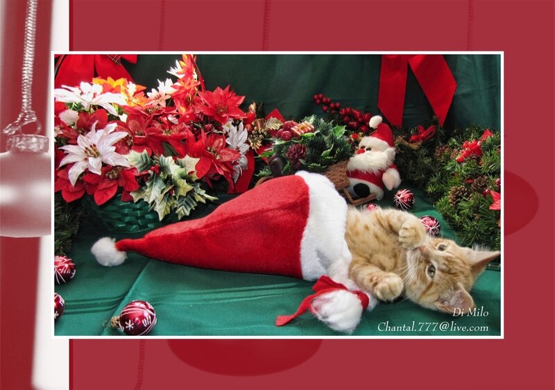 Kitten in Santa Hat — Red, Festive