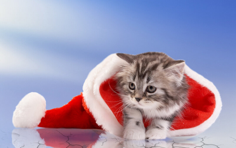 Kitten in Santa Hat — Red, Festive, Winter, Photograph, Santa Hat, Reflection