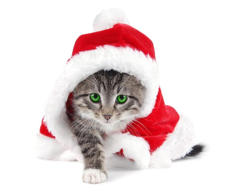 Kitten in Santa Hat — Red, Festive, Winter, Photograph, Santa Hat